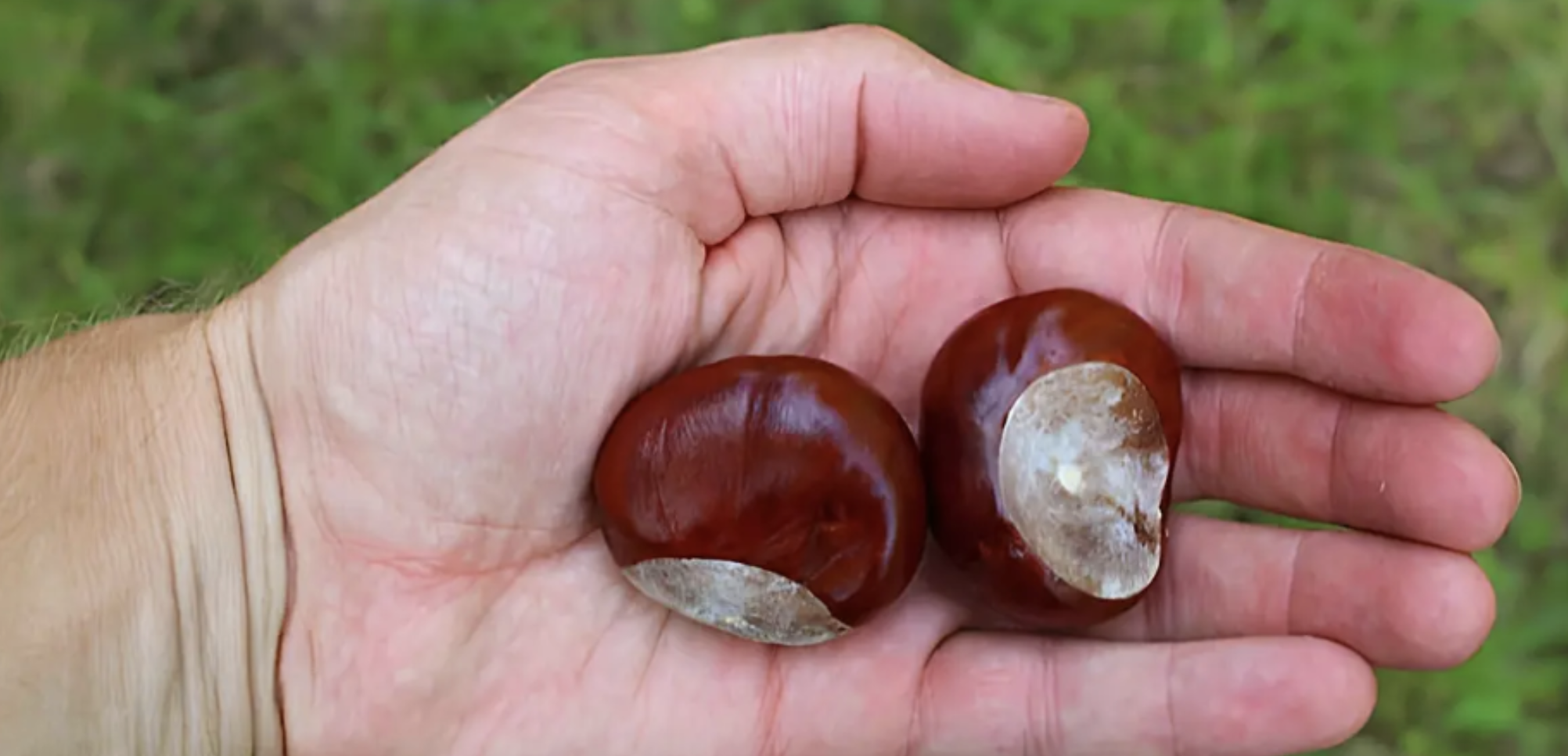 Kasztanowiec – tradycyjny składnik roślinny