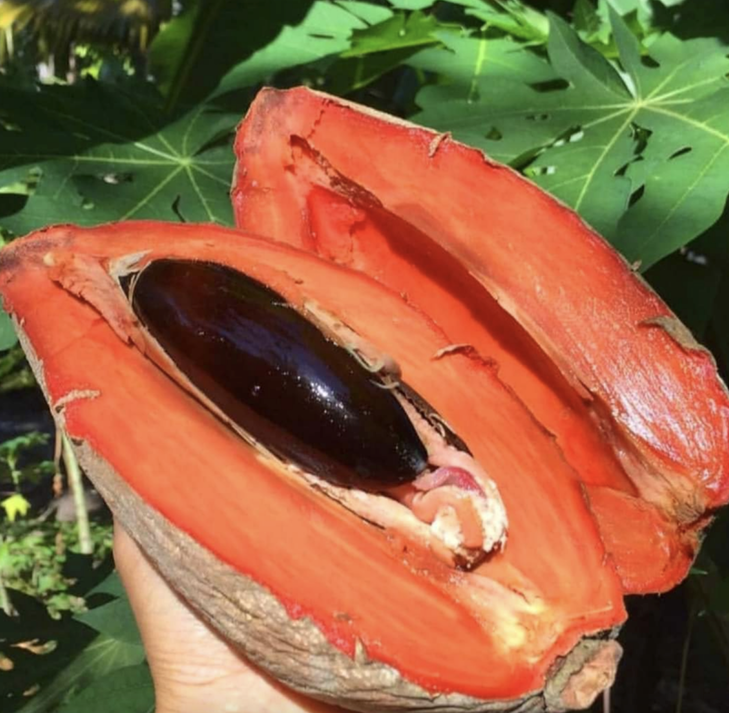 Sapote – egzotyczny owoc